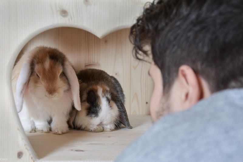 Kaninchenzubehör Onlineshop für Zwergkaninchen