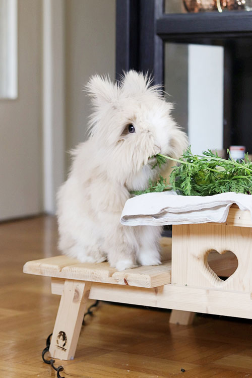 Picknickecke für Kaninchen 