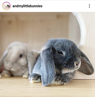 Balkonhaus mit Terrasse für Kaninchen aus Holz - Herzeingang von Bunny Love