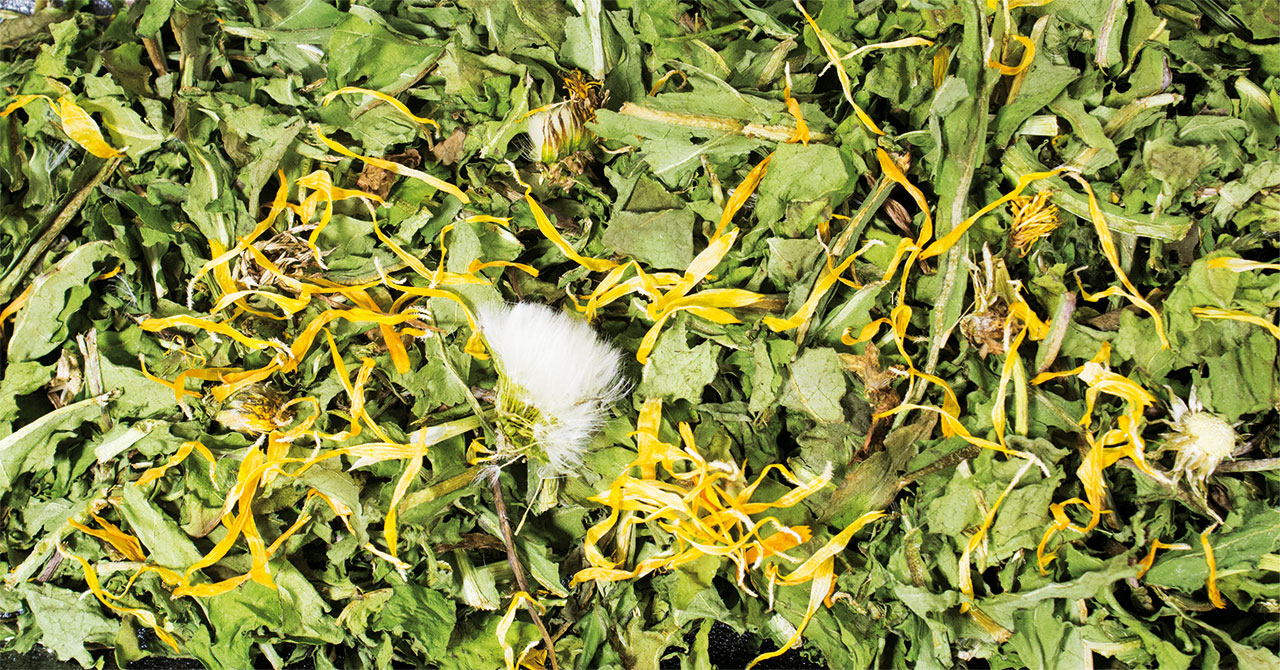 How To Dry Dandelion Flowers For Rabbits Best Flower Site